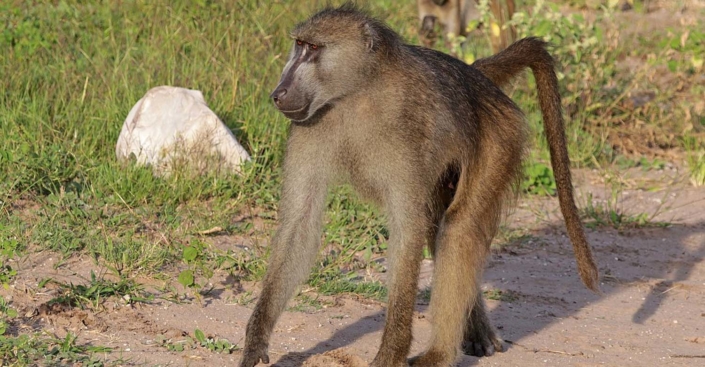 Chacma Baboon from Wikimedia by Charles J Sharp
