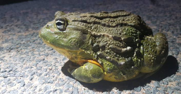 Bullfrog in Laezonia