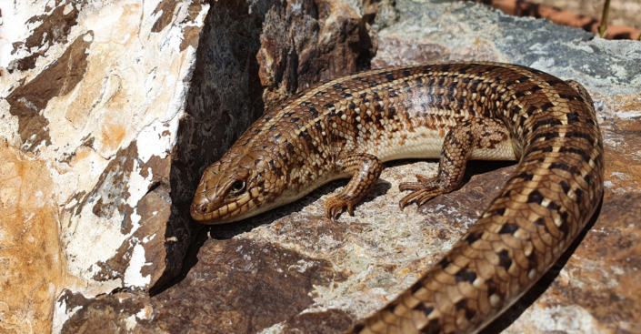 A Cape Skink in the Crocodile River Reserve by Anthony Stewien