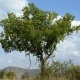 Buffalo Thorn Tree
