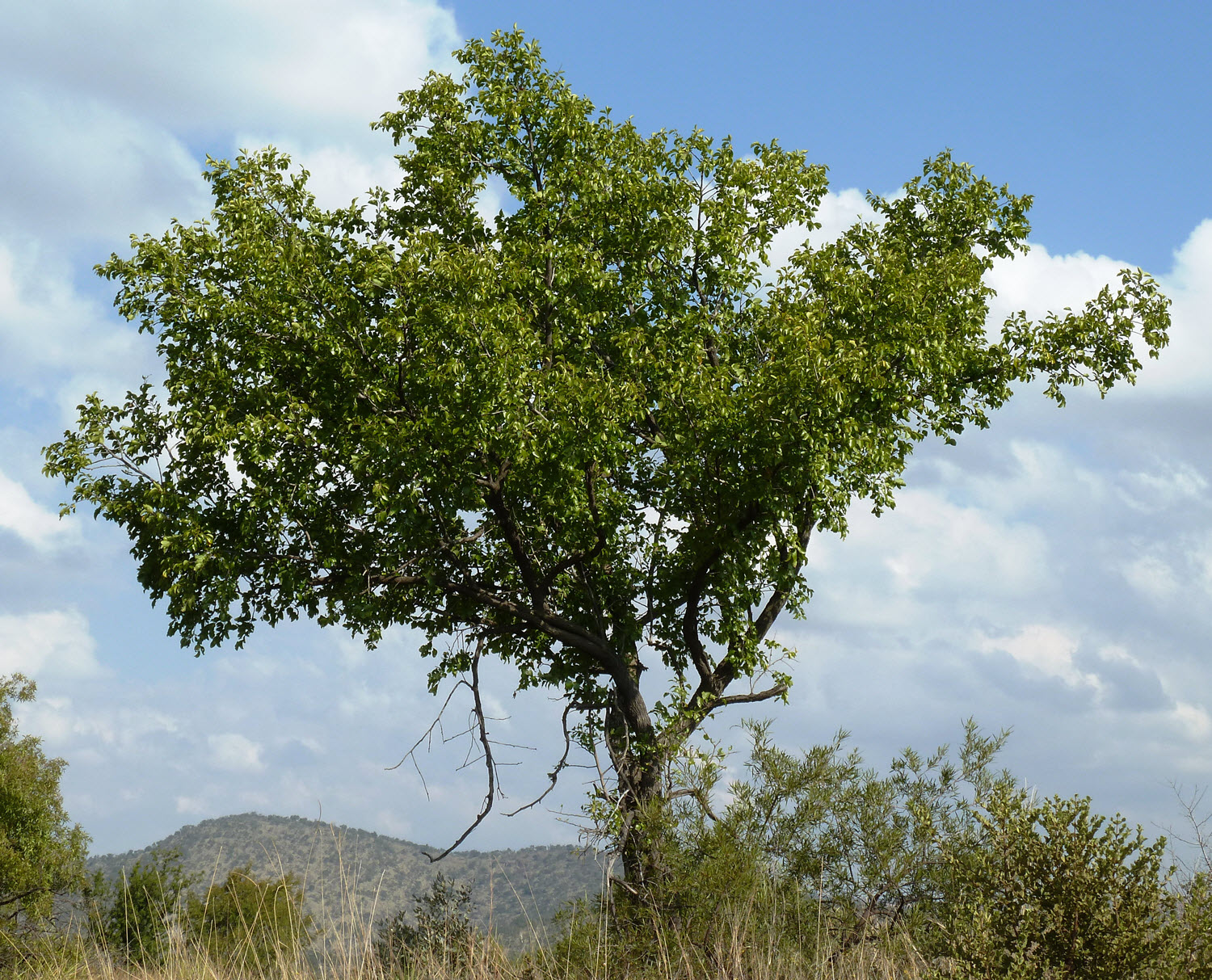 Buffalo Thorn Tree