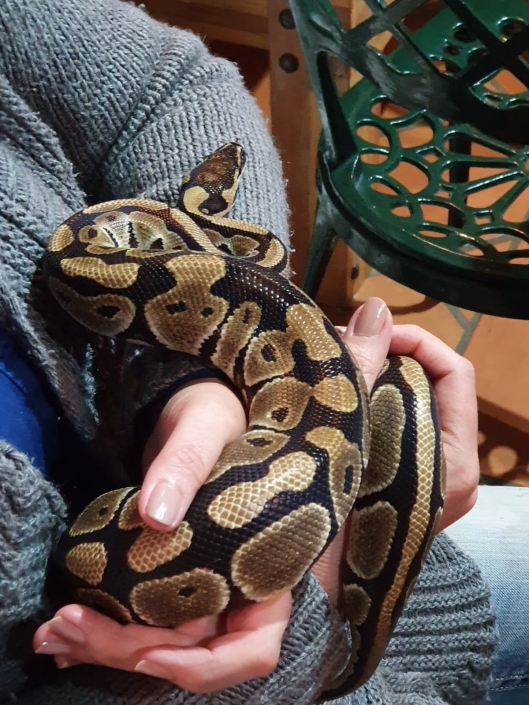 A Ball Python having a snuggle