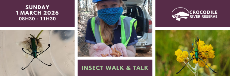 Insect Walk & Talk